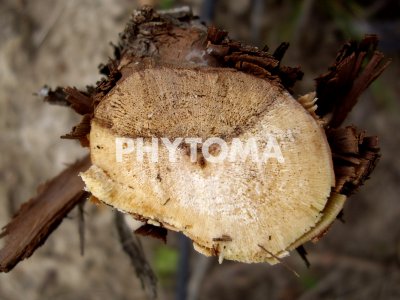 Eutypa lata 